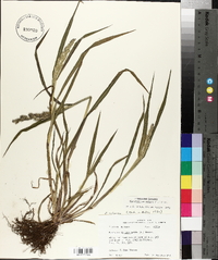 Echinochloa colona image