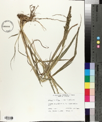 Echinochloa colona image