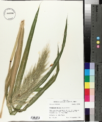 Echinochloa walteri image