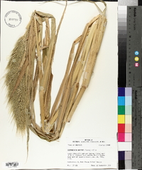 Echinochloa walteri image