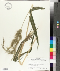 Echinochloa walteri image