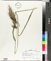 Echinochloa walteri image