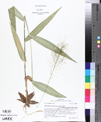 Dichanthelium polyanthes image