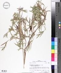 Dichanthelium scoparium image