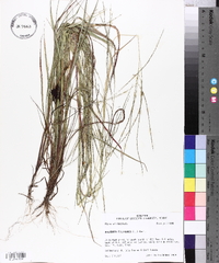 Digitaria filiformis image