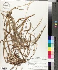 Echinochloa colona image