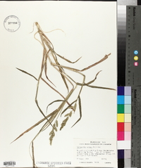 Echinochloa colona image