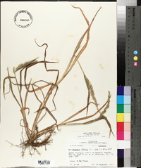 Echinochloa colona image