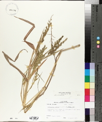 Echinochloa colona image