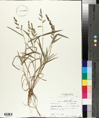 Echinochloa colona image