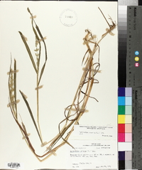 Echinochloa colona image