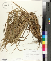 Echinochloa colona image