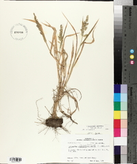 Echinochloa colona image