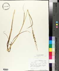 Echinochloa colona image