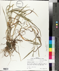 Echinochloa colona image