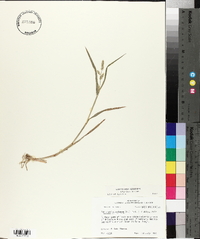 Echinochloa colona image