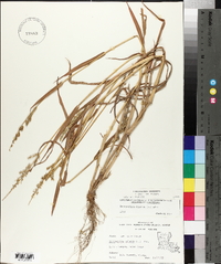 Echinochloa colona image