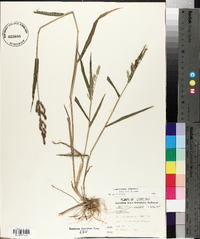 Echinochloa colona image