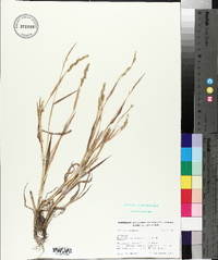 Echinochloa colona image