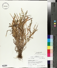 Echinochloa colona image