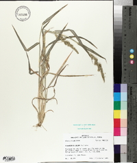 Echinochloa colona image