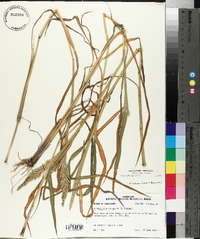 Echinochloa colona image