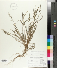 Echinochloa colona image