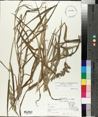 Echinochloa colona image