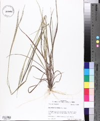 Digitaria filiformis image