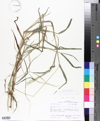 Digitaria ciliaris image