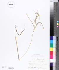 Digitaria ciliaris image