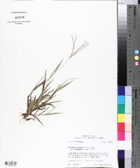 Digitaria ciliaris image