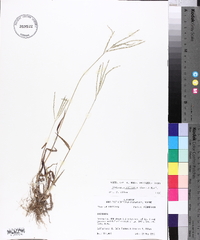 Digitaria ciliaris image