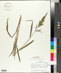 Echinochloa colona image