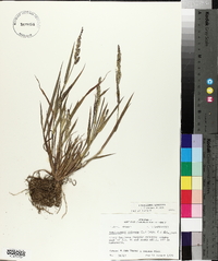 Echinochloa colona image