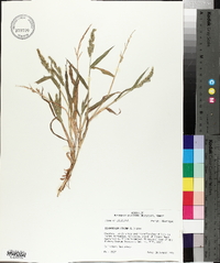 Echinochloa colona image