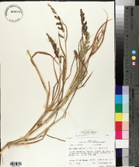 Echinochloa colona image