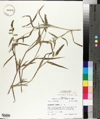 Echinochloa colona image