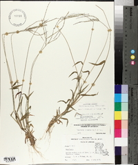 Digitaria ciliaris image