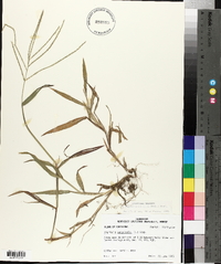 Digitaria ciliaris image