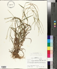 Digitaria ciliaris image