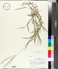 Digitaria ciliaris image