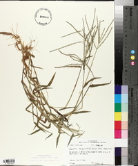 Digitaria ciliaris image