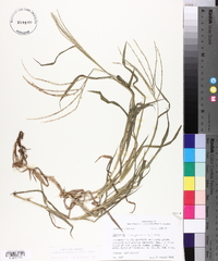 Digitaria ciliaris image