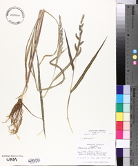 Echinochloa colona image