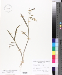 Echinochloa colona image