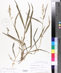 Echinochloa colona image