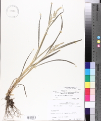 Echinochloa colona image