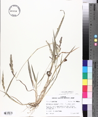 Echinochloa colona image