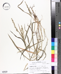 Echinochloa colona image